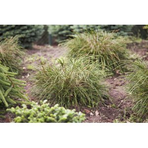 Tuja riasnatá (Thuja plicata) ´WHIPCORD´ - výška 15-25 cm, ∅ 30-40 cm, kont. C2L 